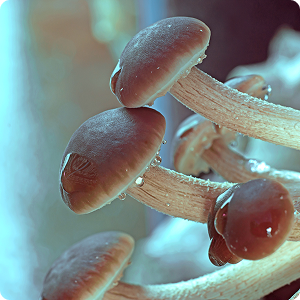 Mushrooms (fourth set) Mushrooms (fourth set)