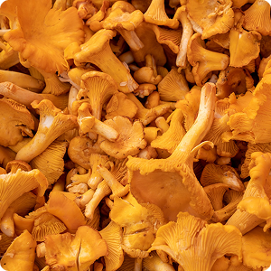 Mushrooms (second set) Mushrooms (second set)