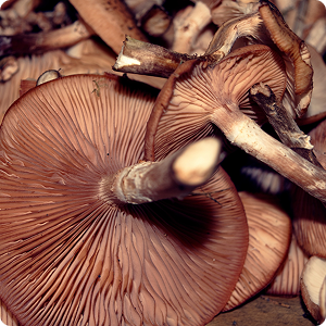 Mushrooms (third set) Mushrooms (third set)