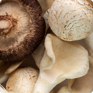 White and brown mushrooms (Resized) White and brown mushrooms (Resized)