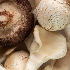 white-mushrooms-ripe-mellow-mushrooms-isolated-white-background